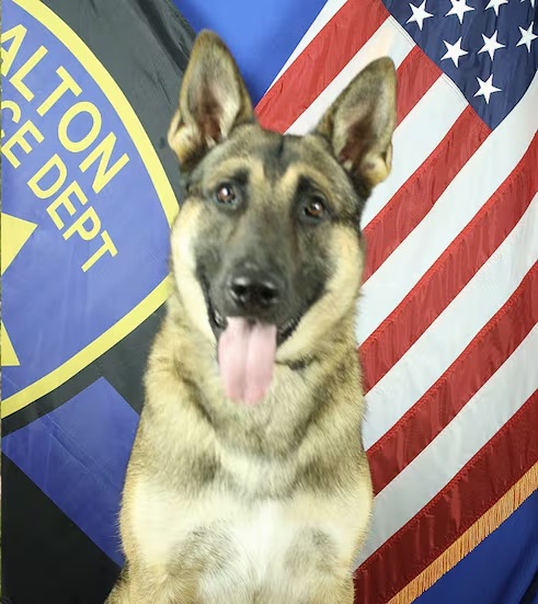 K9 Odin | Alton Police Department, Illinois K9 Odin | Alton Police Department, Illinois