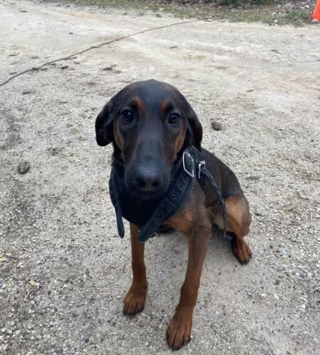 K9 Mikka | Lee County Sheriff's Office, South Carolina K9 Mikka | Lee County Sheriff's Office, South Carolina