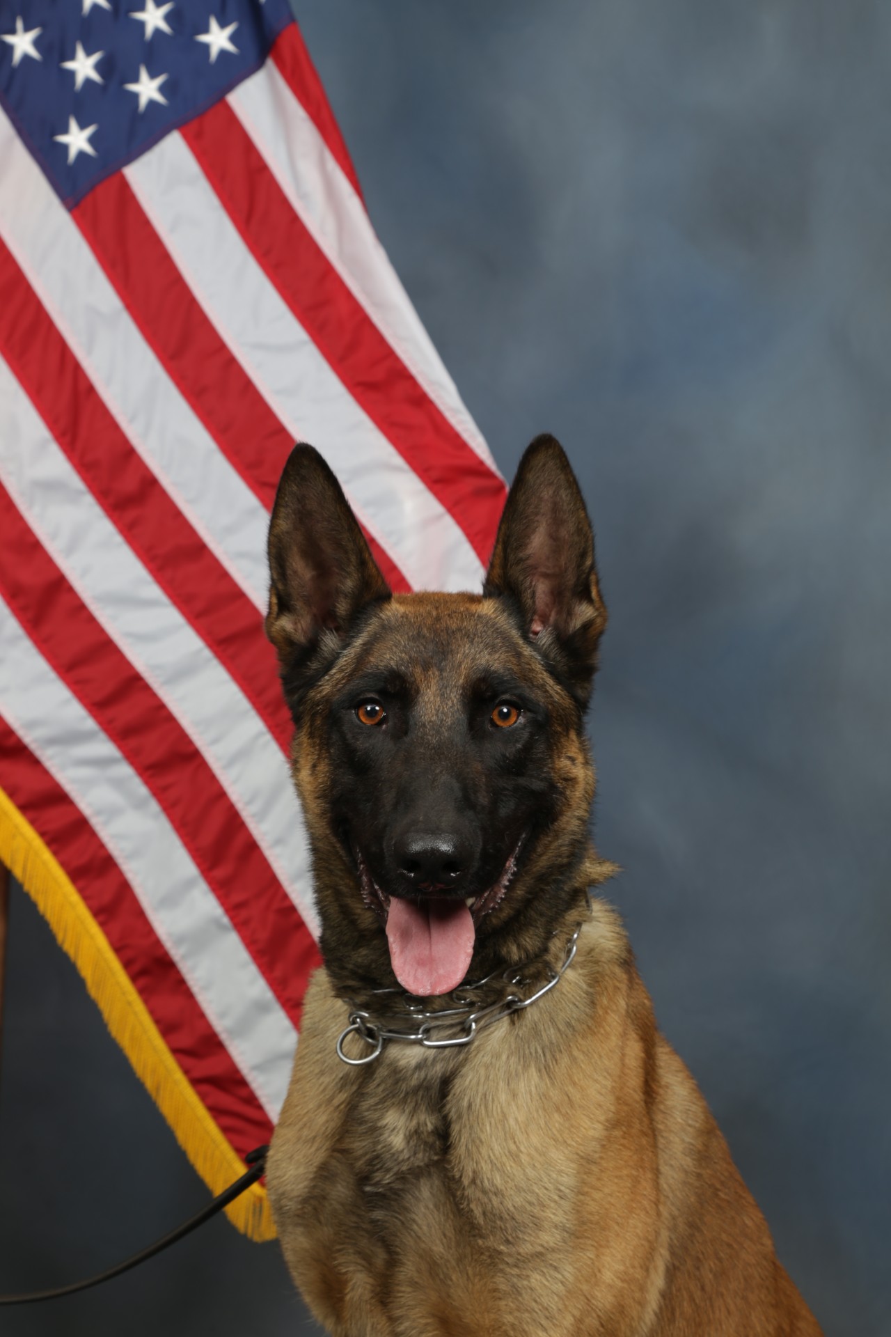 K9 Titan | Coweta County Sheriff's Office, Georgia K9 Titan | Coweta County Sheriff's Office, Georgia