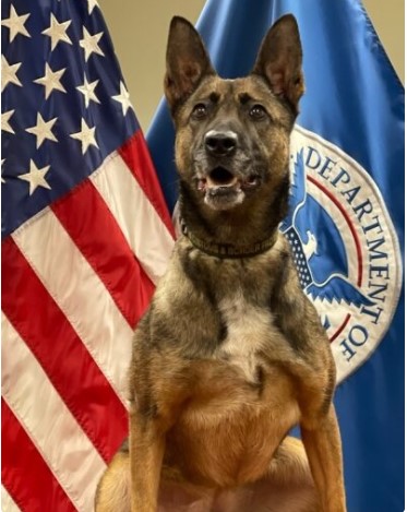 K9 Garda | United States Department of Homeland Security - Customs and Border Protection - Office of Field Operations, U.S. Government K9 Garda | United States Department of Homeland Security - Customs and Border Protection - Office of Field Operations, U.S. Government