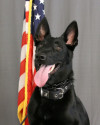 K9 Kaya | Streetsboro Police Department, Ohio