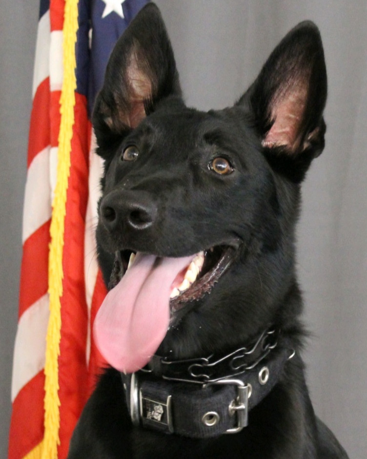 K9 Kaya | Streetsboro Police Department, Ohio K9 Kaya | Streetsboro Police Department, Ohio