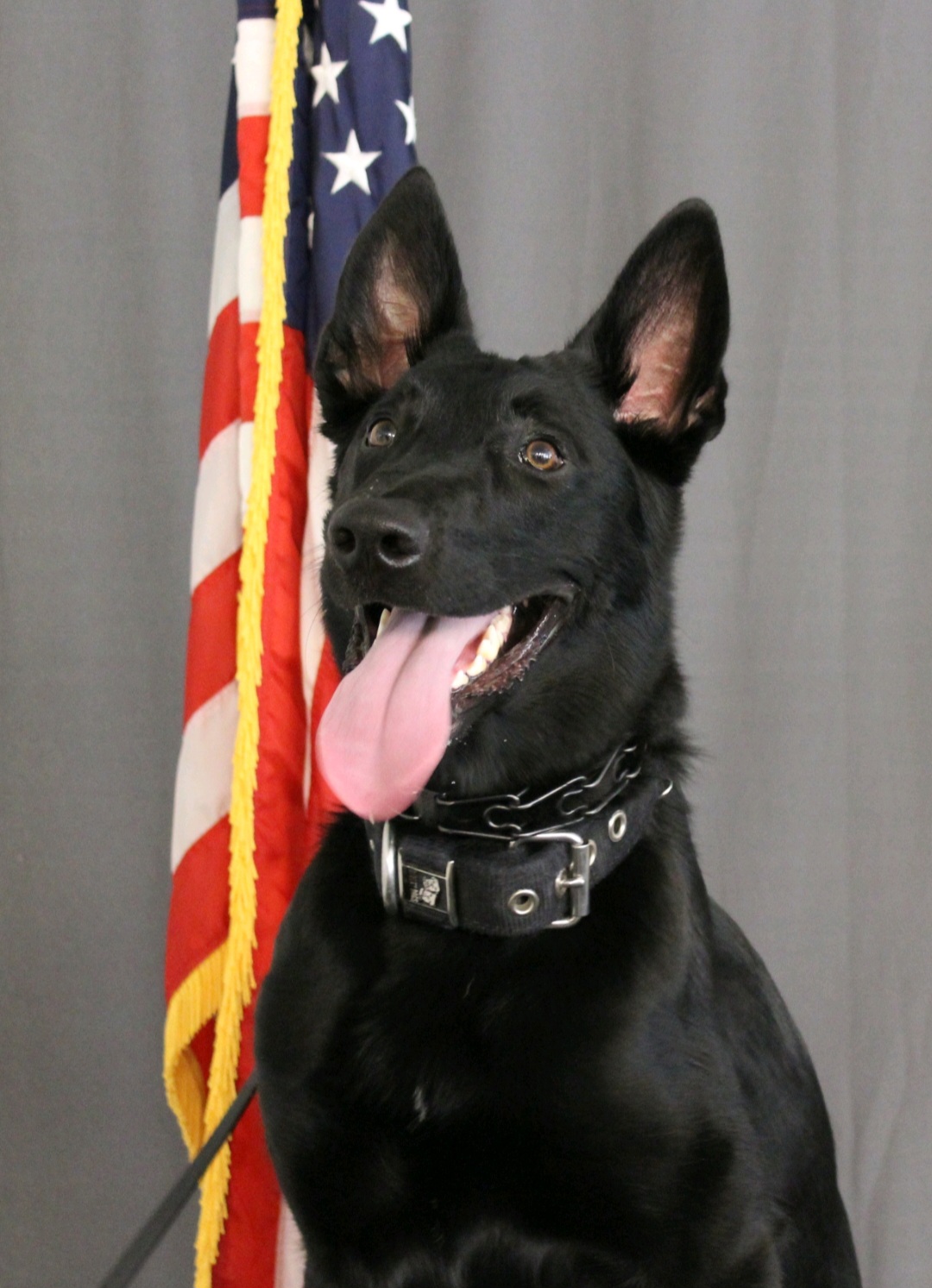 K9 Kaya | Streetsboro Police Department, Ohio K9 Kaya | Streetsboro Police Department, Ohio