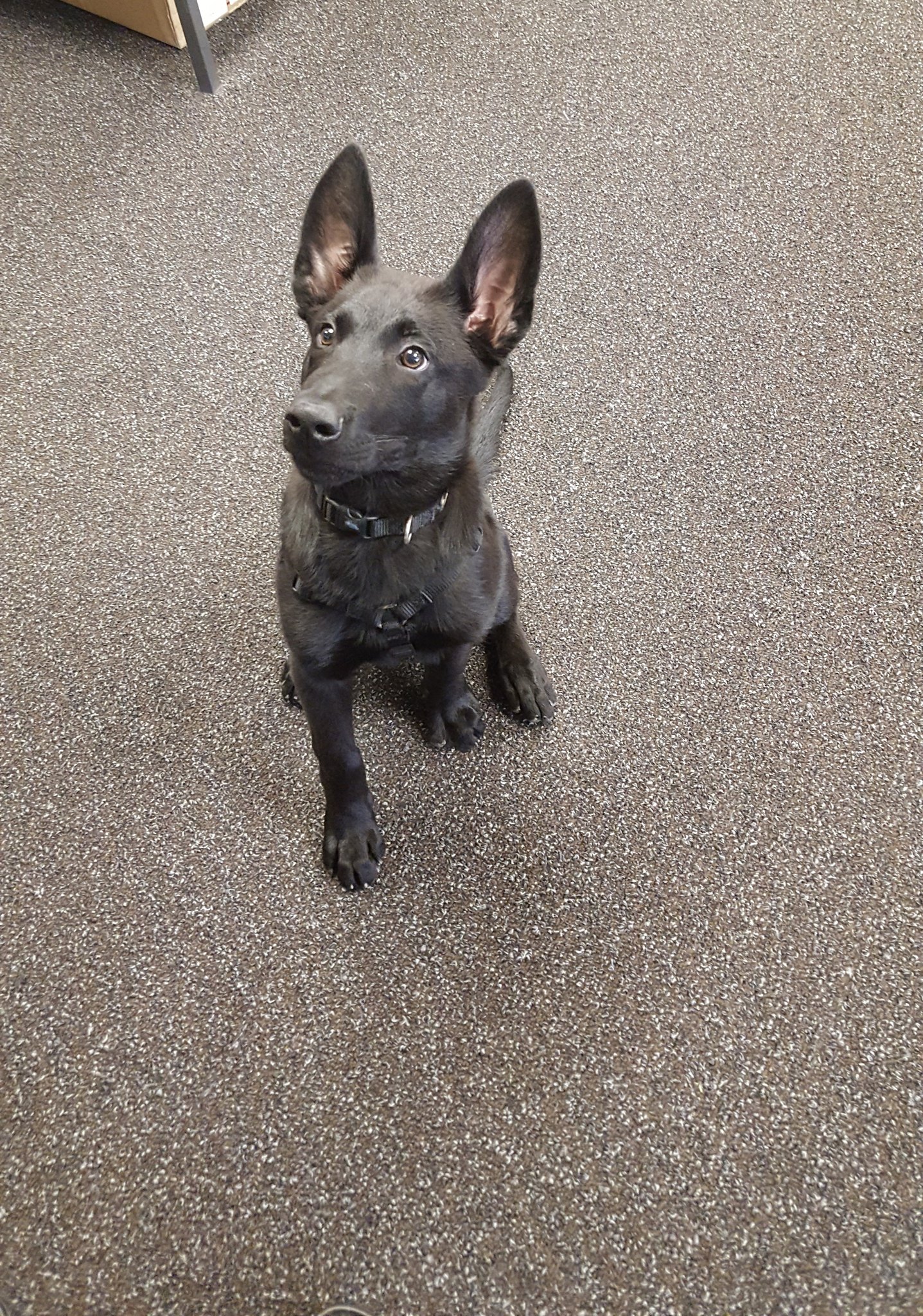 K9 Kaya | Streetsboro Police Department, Ohio K9 Kaya | Streetsboro Police Department, Ohio