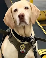 K9 Roxi | Miami-Dade Sheriff's Office, Florida K9 Roxi | Miami-Dade Sheriff's Office, Florida