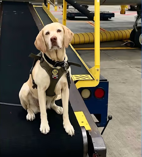 K9 Roxi | Miami-Dade Sheriff's Office, Florida K9 Roxi | Miami-Dade Sheriff's Office, Florida