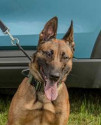 K9 Preacher | Maine State Police, Maine
