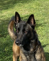 K9 Macho | Jefferson Parish Sheriff's Office, Louisiana