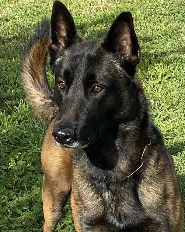K9 Macho | Jefferson Parish Sheriff's Office, Louisiana K9 Macho | Jefferson Parish Sheriff's Office, Louisiana