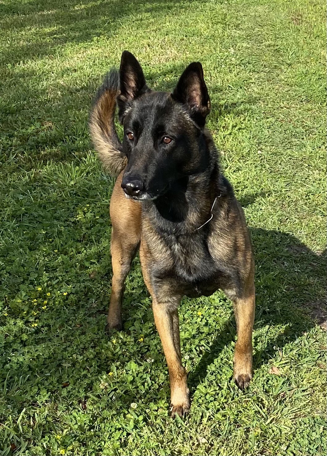 K9 Macho | Jefferson Parish Sheriff's Office, Louisiana K9 Macho | Jefferson Parish Sheriff's Office, Louisiana