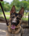 K9 Azi | McKinney Police Department, Texas