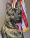 K9 Horus | Savannah Police Department, Missouri