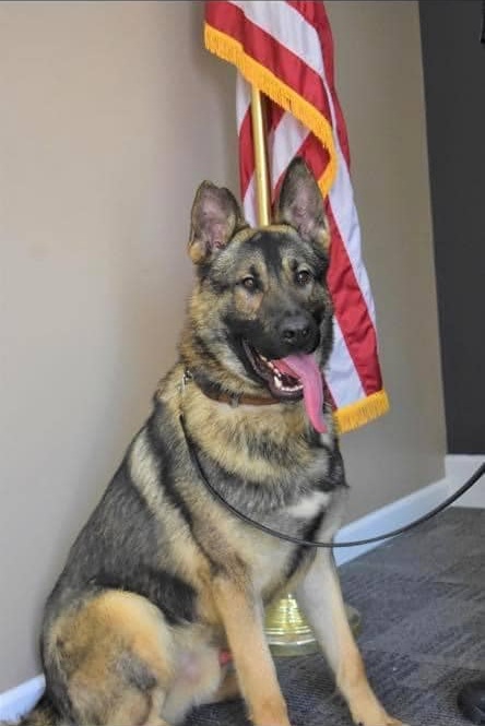 K9 Horus | Savannah Police Department, Missouri K9 Horus | Savannah Police Department, Missouri