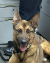 K9 Blitz | Wadesboro Police Department, North Carolina