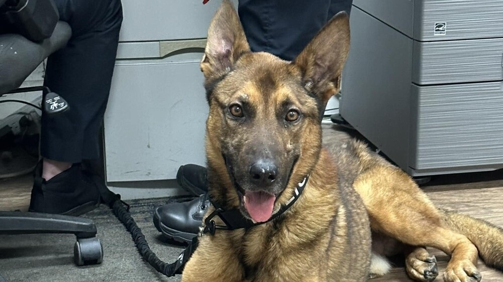 K9 Blitz | Wadesboro Police Department, North Carolina K9 Blitz | Wadesboro Police Department, North Carolina