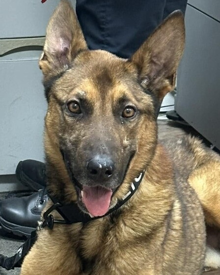 K9 Blitz | Wadesboro Police Department, North Carolina K9 Blitz | Wadesboro Police Department, North Carolina