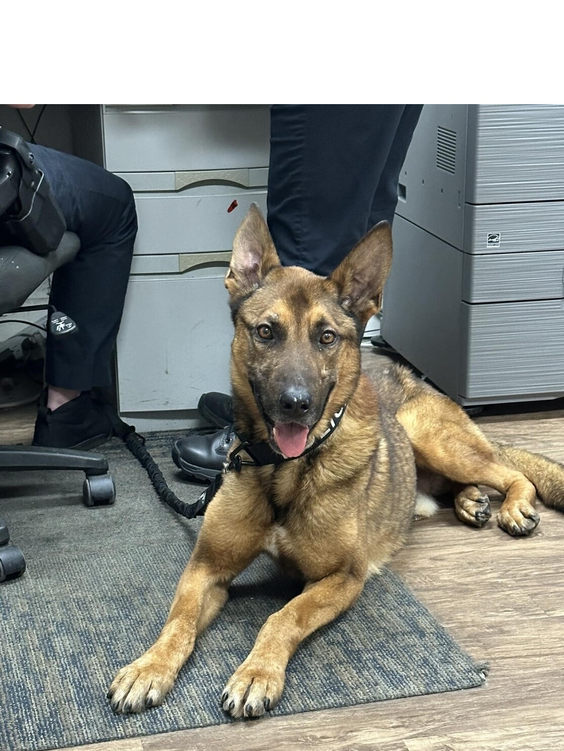 K9 Blitz | Wadesboro Police Department, North Carolina K9 Blitz | Wadesboro Police Department, North Carolina