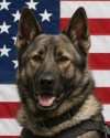 K9 Knox | Roanoke City Police Department, Virginia