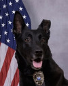 K9 Kai | Bristol Police Department, Tennessee