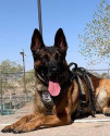 K9 Rebel | Albuquerque Police Department, New Mexico