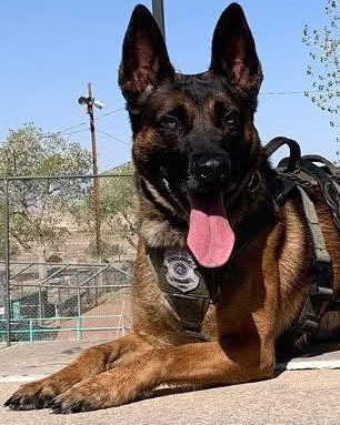 K9 Rebel | Albuquerque Police Department, New Mexico K9 Rebel | Albuquerque Police Department, New Mexico