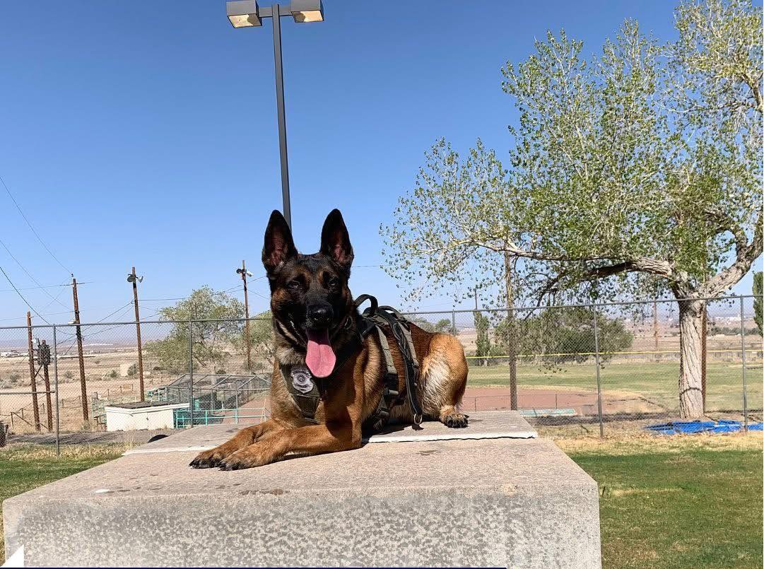 K9 Rebel | Albuquerque Police Department, New Mexico K9 Rebel | Albuquerque Police Department, New Mexico
