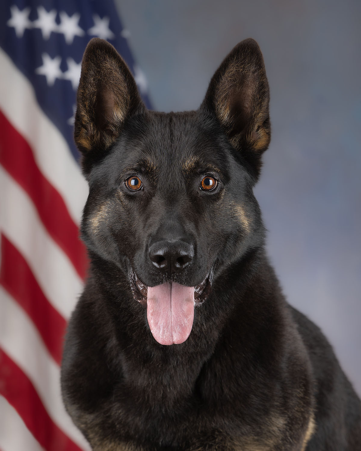 K9 Raven | Tucson Police Department, Arizona K9 Raven | Tucson Police Department, Arizona