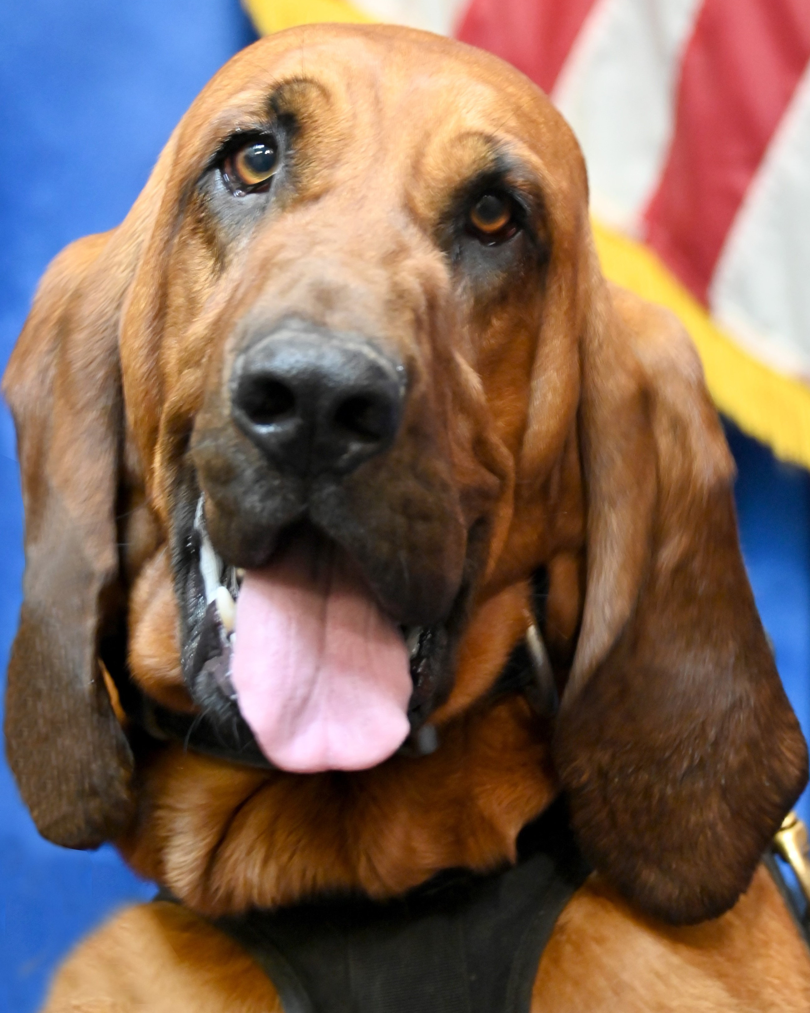 K9 Scout | Suffolk Police Department, Virginia K9 Scout | Suffolk Police Department, Virginia