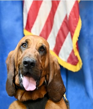 K9 Scout | Suffolk Police Department, Virginia K9 Scout | Suffolk Police Department, Virginia