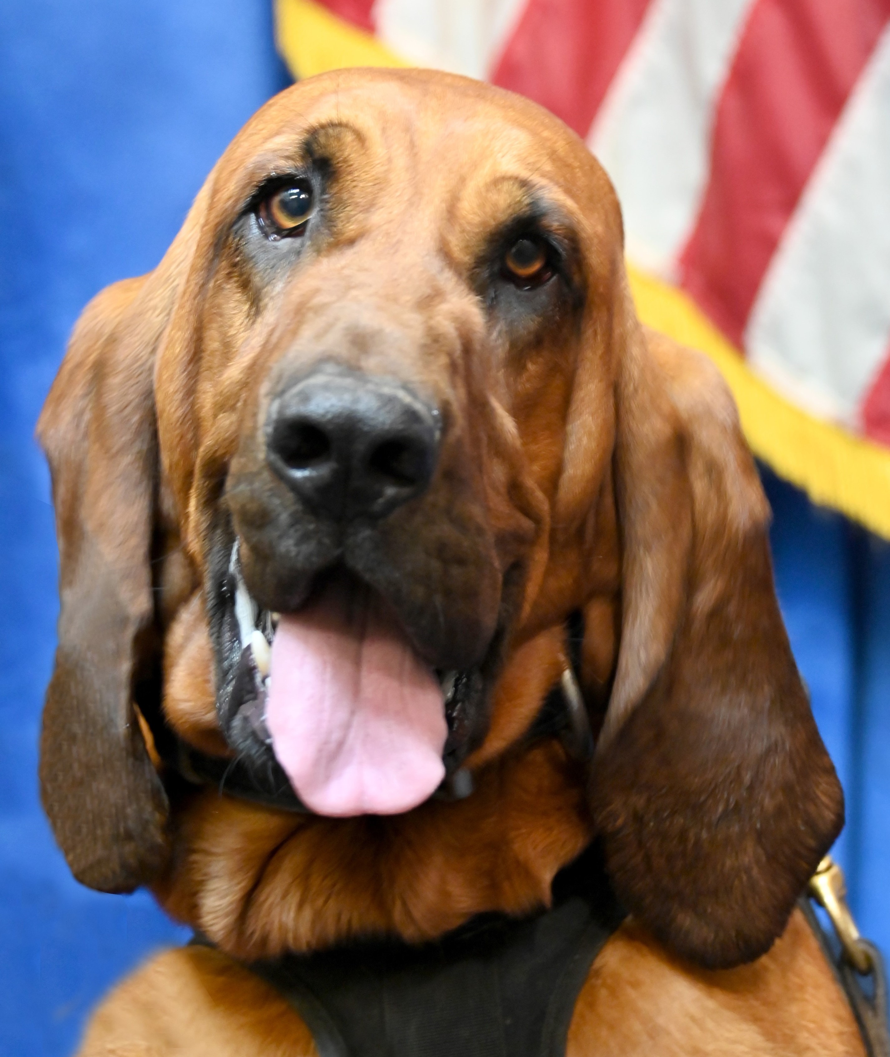 K9 Scout | Suffolk Police Department, Virginia K9 Scout | Suffolk Police Department, Virginia