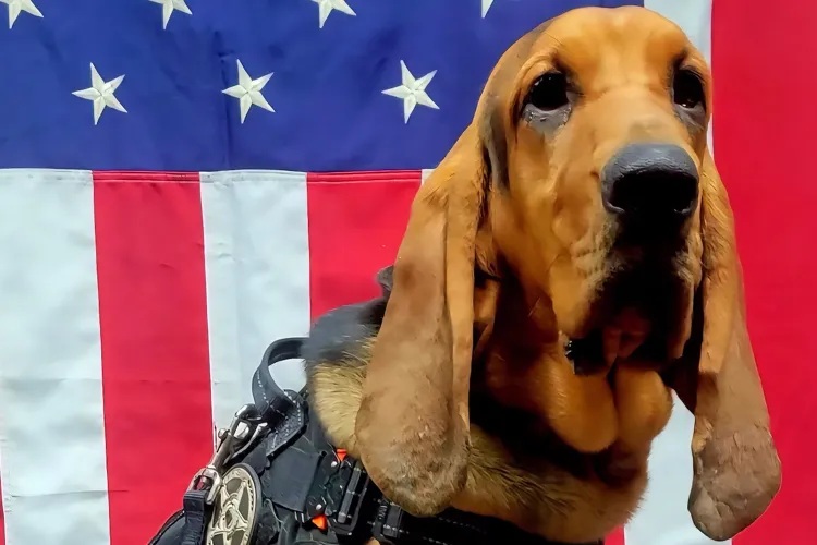 K9 Georgia | Dade County Sheriff's Office, Georgia K9 Georgia | Dade County Sheriff's Office, Georgia