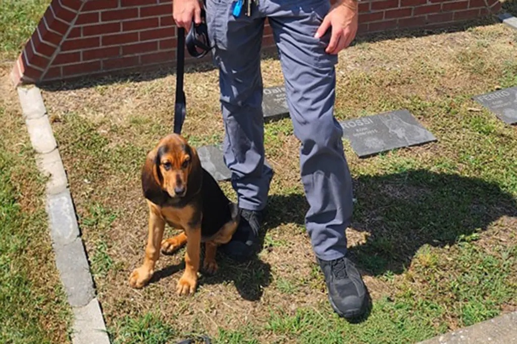 K9 Georgia | Dade County Sheriff's Office, Georgia K9 Georgia | Dade County Sheriff's Office, Georgia