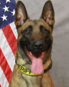 K9 Dano | Forsyth County Sheriff's Office, Georgia