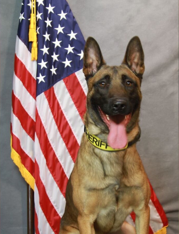 K9 Dano | Forsyth County Sheriff's Office, Georgia K9 Dano | Forsyth County Sheriff's Office, Georgia