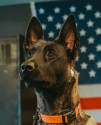 K9 Oya | North County Police Cooperative, Missouri