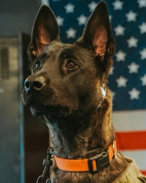 K9 Oya | North County Police Cooperative, Missouri K9 Oya | North County Police Cooperative, Missouri