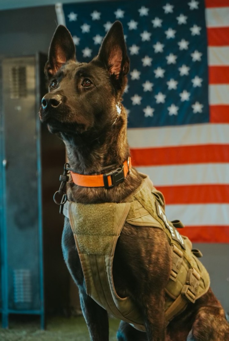 K9 Oya | North County Police Cooperative, Missouri K9 Oya | North County Police Cooperative, Missouri