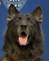 K9 Archer | Hawai'i County Police Department, Hawaii