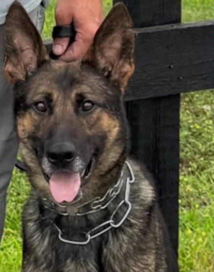 K9 Diesel | Chattanooga Police Department, Tennessee K9 Diesel | Chattanooga Police Department, Tennessee