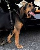 K9 Sissy | Georgia Department of Corrections, Georgia K9 Sissy | Georgia Department of Corrections, Georgia