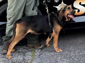 K9 Sissy | Georgia Department of Corrections, Georgia K9 Sissy | Georgia Department of Corrections, Georgia