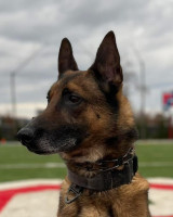 K9 Jericho