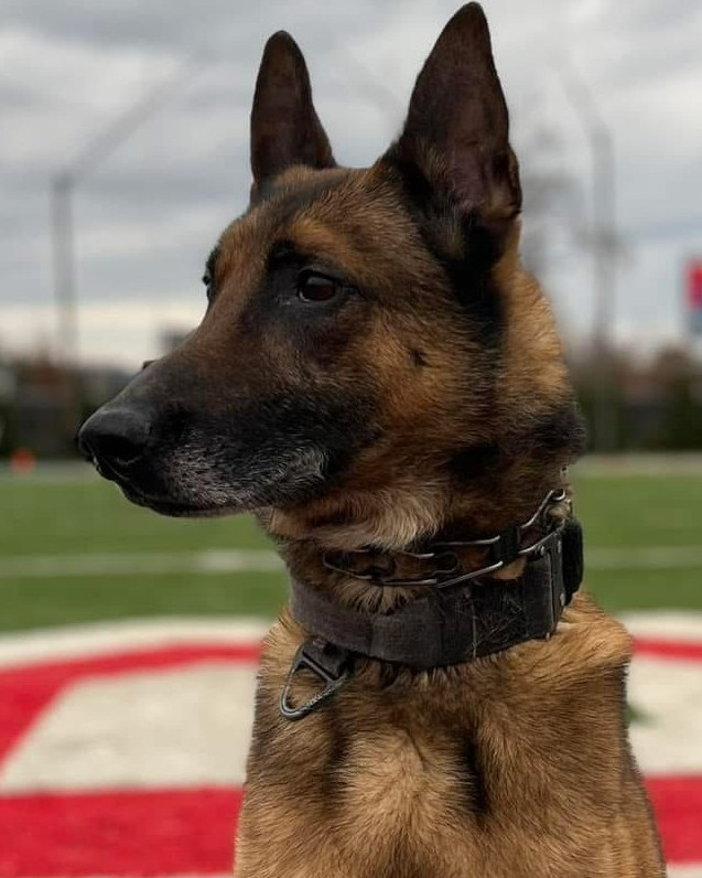 K9 Jericho | Wheeling Police Department, West Virginia K9 Jericho | Wheeling Police Department, West Virginia