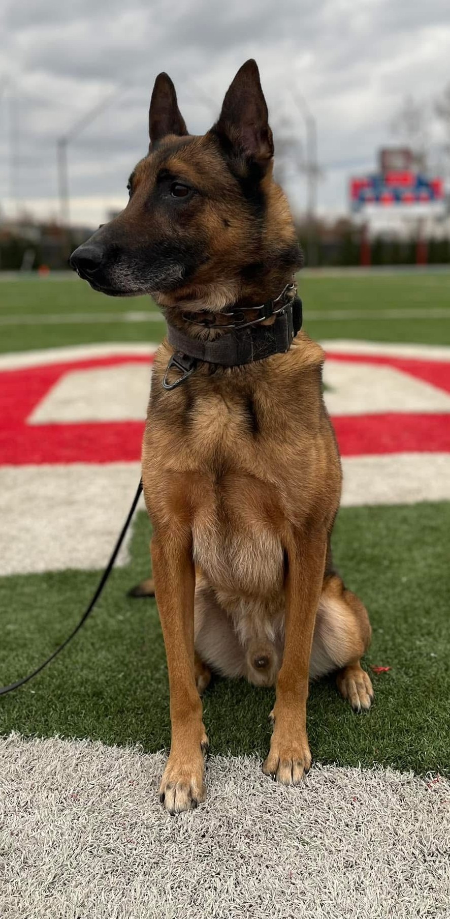 K9 Jericho | Wheeling Police Department, West Virginia K9 Jericho | Wheeling Police Department, West Virginia