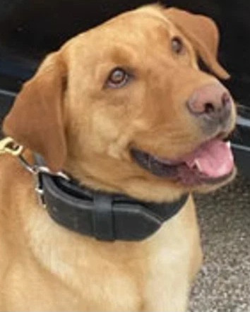 K9 Cooper | Muskingum County Sheriff's Department, Ohio K9 Cooper | Muskingum County Sheriff's Department, Ohio