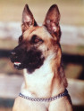 K9 Laika | Greensboro Police Department, North Carolina