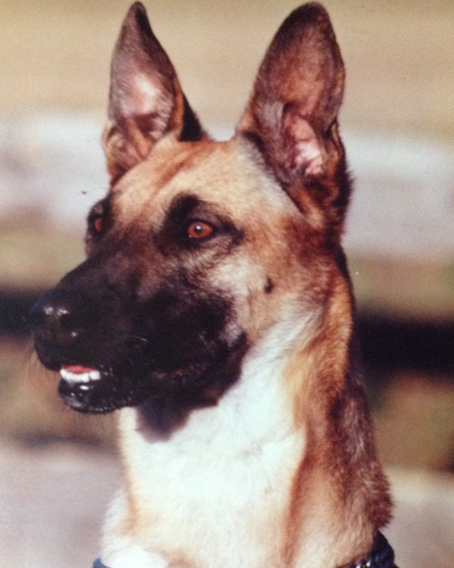 K9 Laika | Greensboro Police Department, North Carolina K9 Laika | Greensboro Police Department, North Carolina