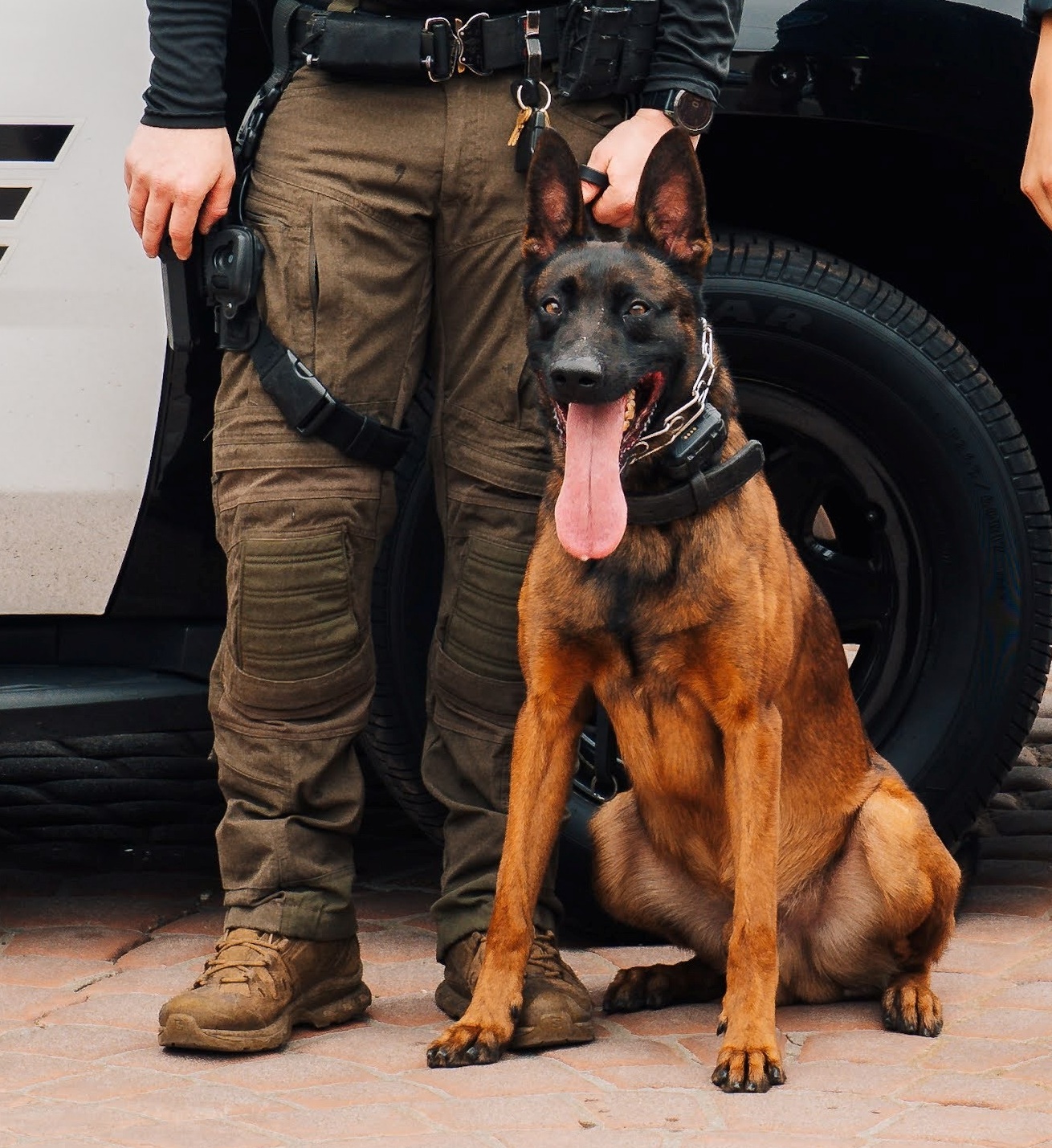 K9 Spike | Burbank Police Department, California K9 Spike | Burbank Police Department, California