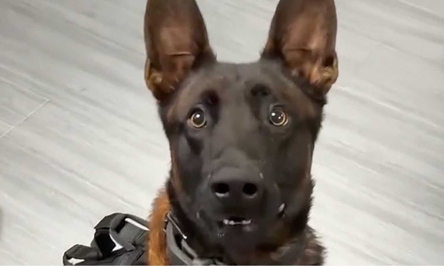 K9 Spike | Burbank Police Department, California K9 Spike | Burbank Police Department, California