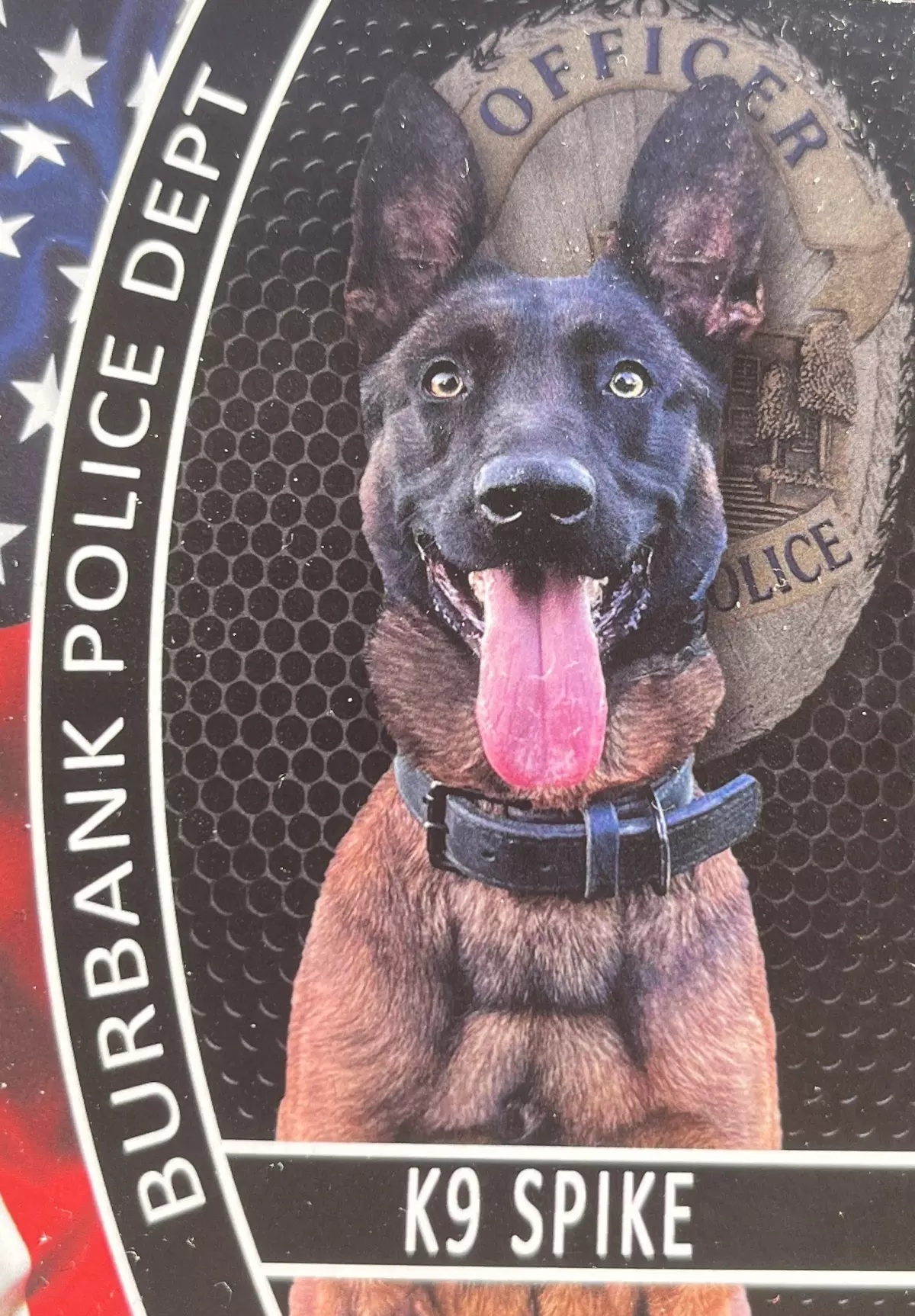K9 Spike | Burbank Police Department, California K9 Spike | Burbank Police Department, California